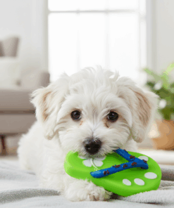 chinelo de Borracha Brinquedo para pet Wellmix